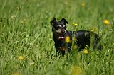 PINSCHER NAIN 088